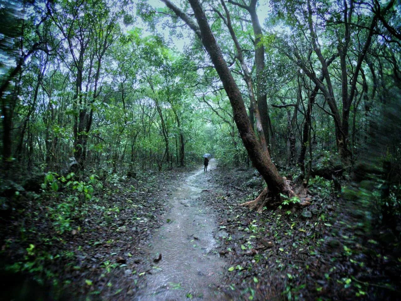 Bhimashankar