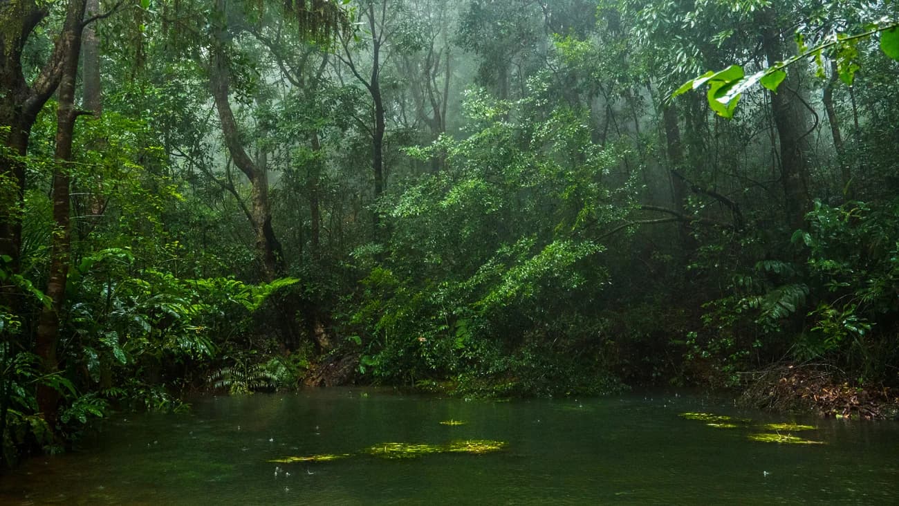 Agumbe Rainforest Trails