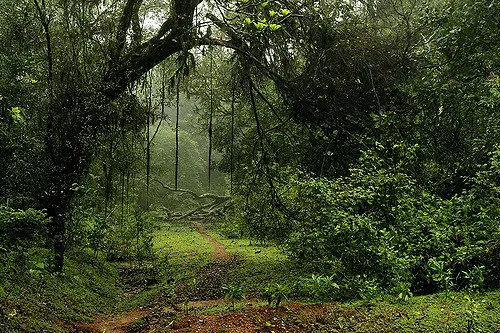 Agumbe Rainforest Trails
