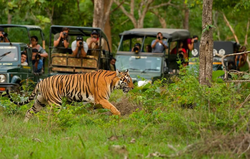 Kabini / Nagarhole Wildlife Safari